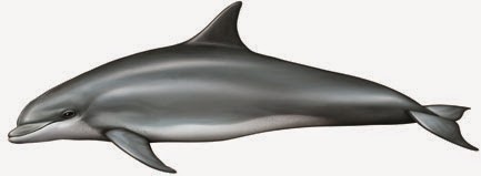 Delfín mular Tursiops truncatus