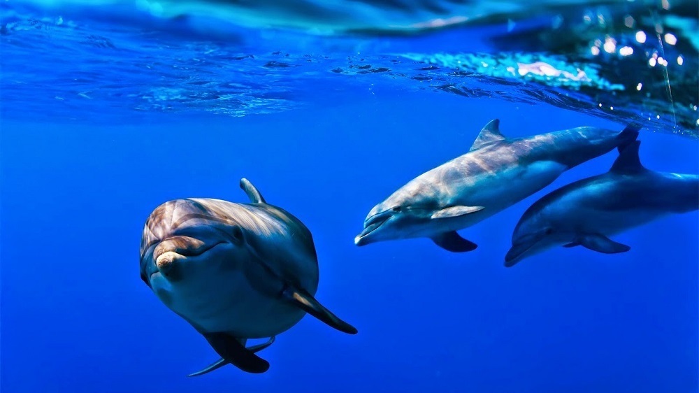 delfin mular tursiops truncatus
