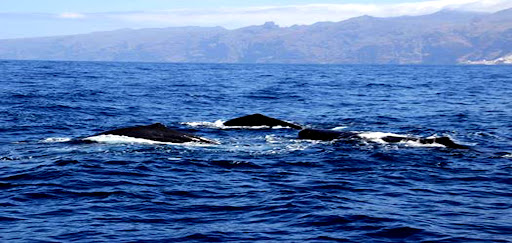 whale dolphin watching los gigantes