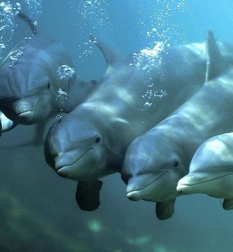 Walarten auf Teneriffa (Delfine und Wale)