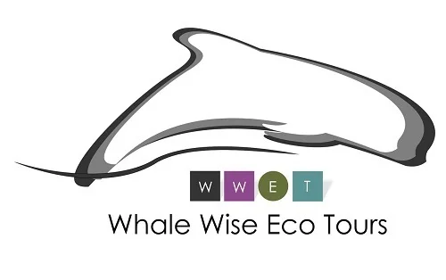 whale wise eco tours tenerife